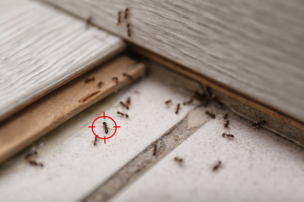 Best Cockroach Control Services  in Eunice, LA