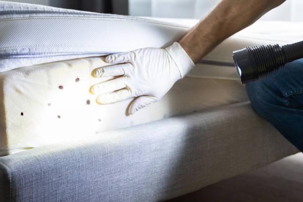 Best Affordable Pest Control Services  in Eunice, LA