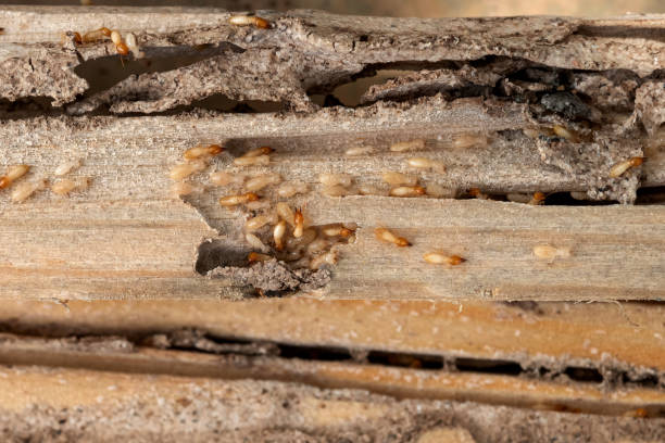 Trusted Eunice, LA Pest Control Experts