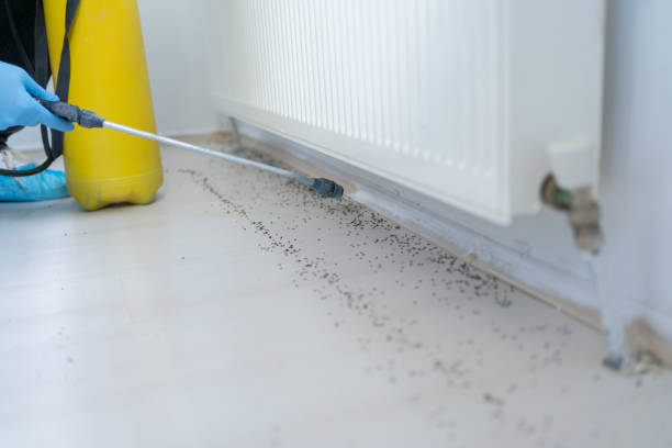 Best Mosquito Control Services  in Eunice, LA